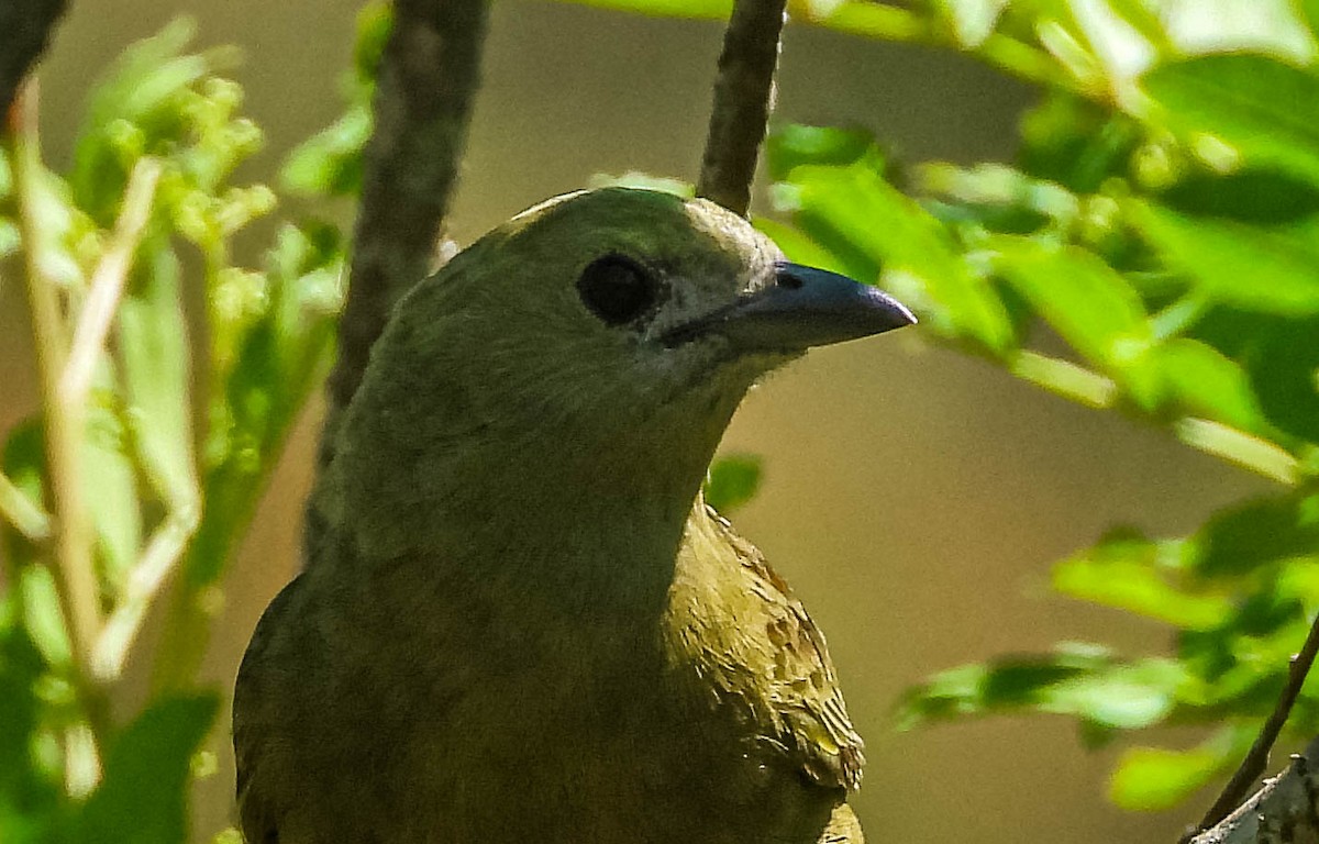 Palm Tanager - ML646177917