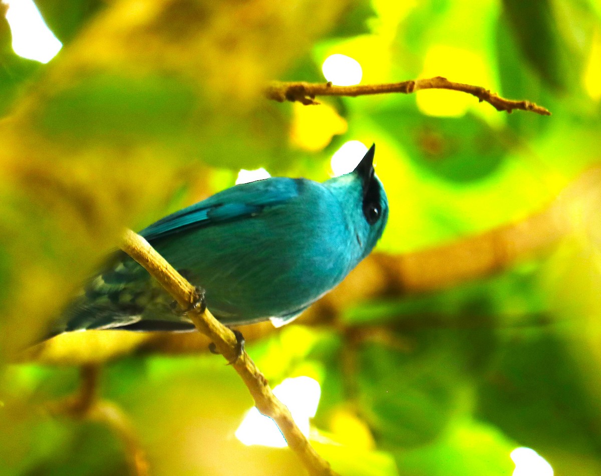 Verditer Flycatcher - ML646177926