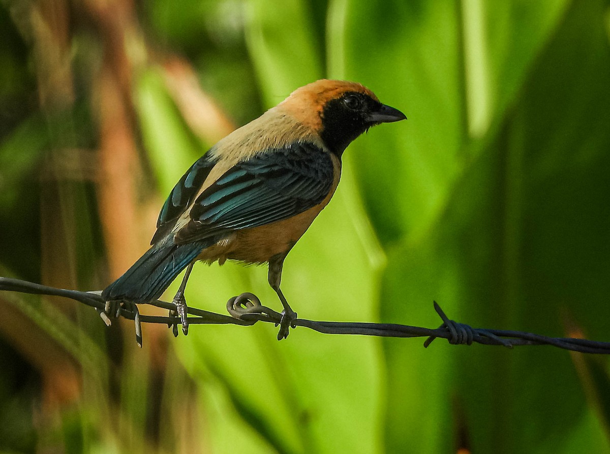 Burnished-buff Tanager - ML646177933