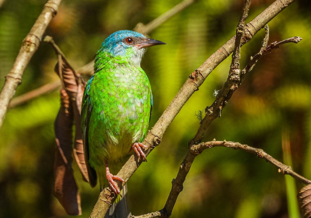 Blue Dacnis - ML646177936