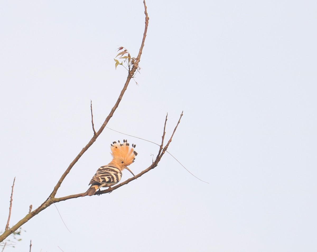 Common Hoopoe - ML646177939