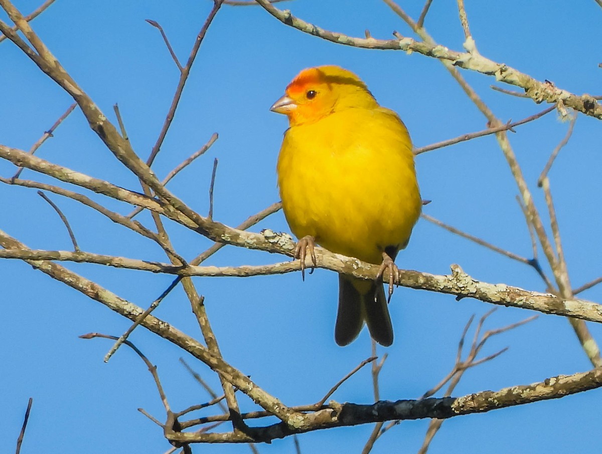 Saffron Finch - ML646177940