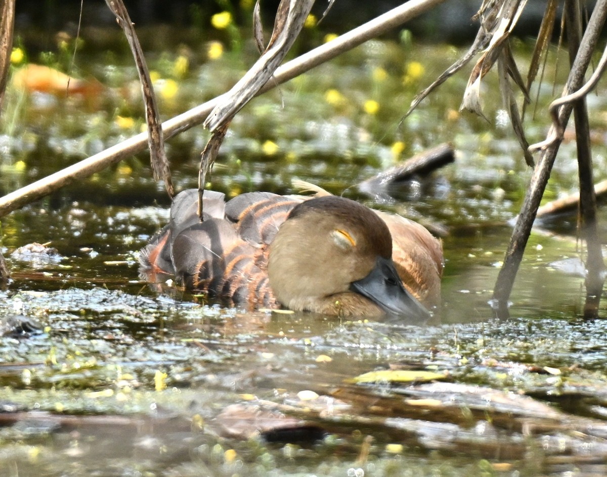 Lesser Whistling-Duck - ML646177952