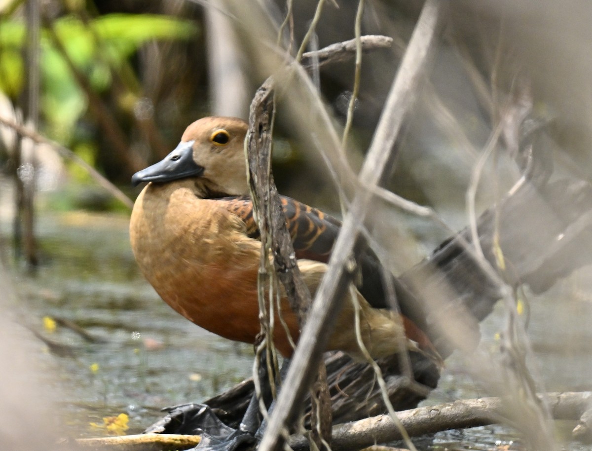 Lesser Whistling-Duck - ML646177953