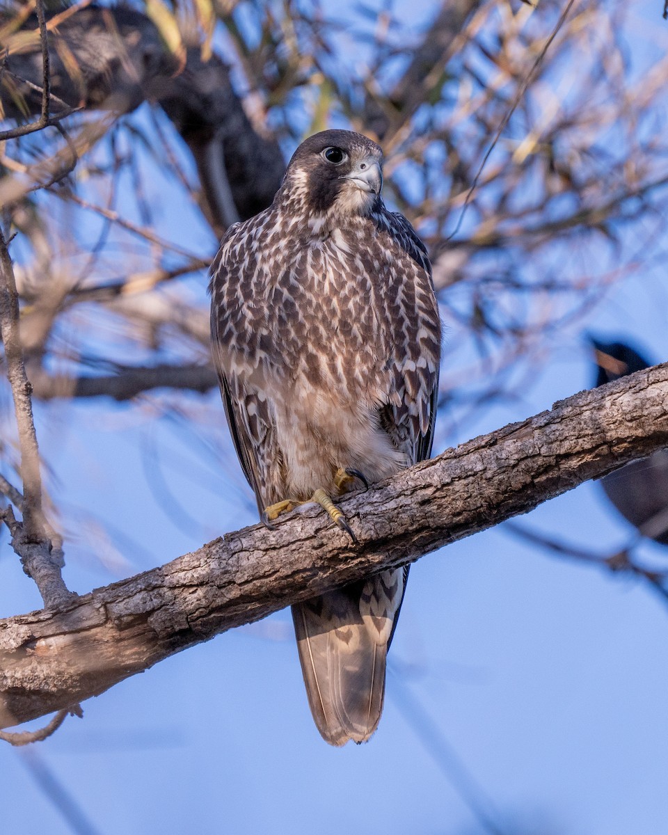 Halcón Peregrino - ML646177954