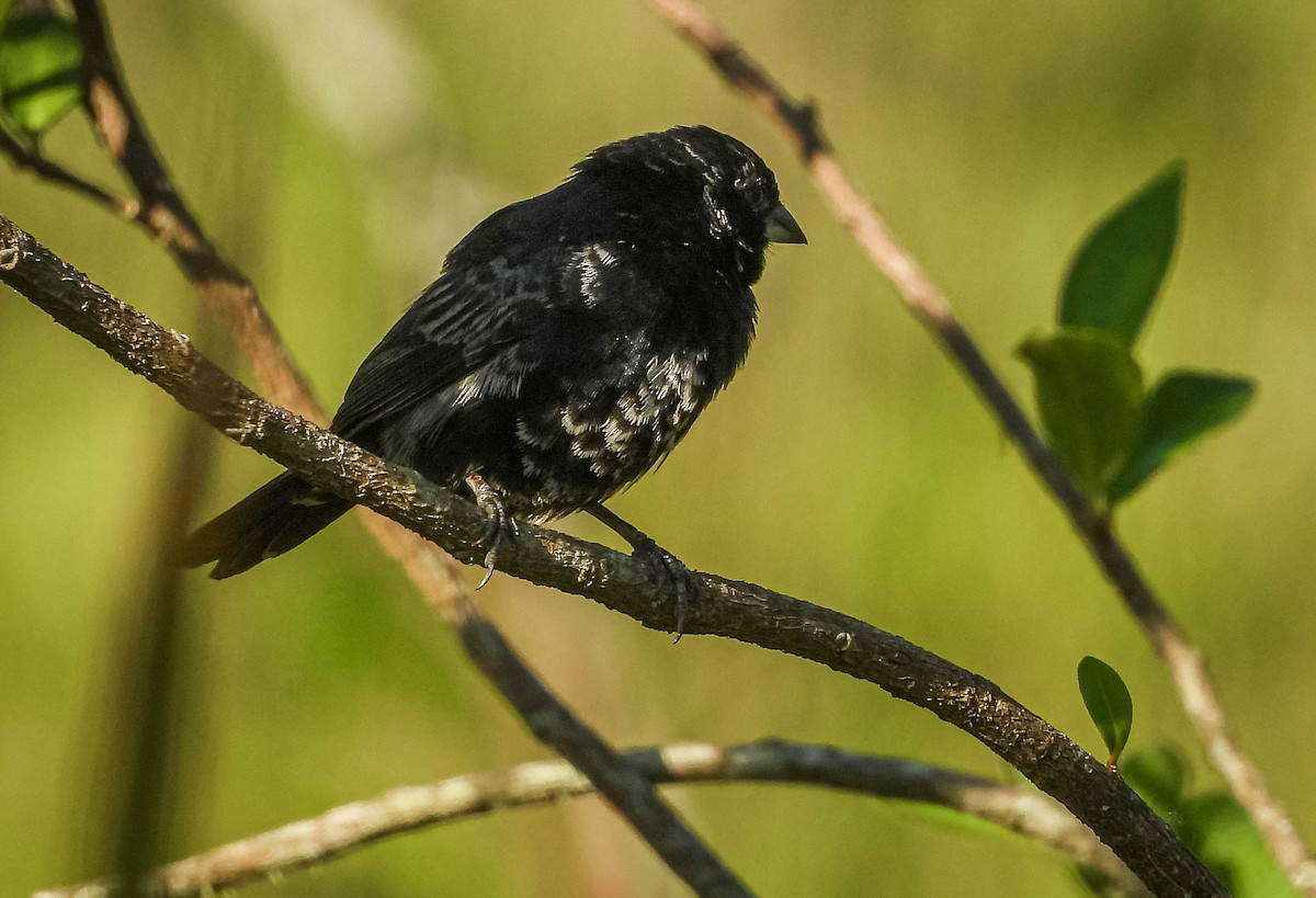 Blue-black Grassquit - ML646177955