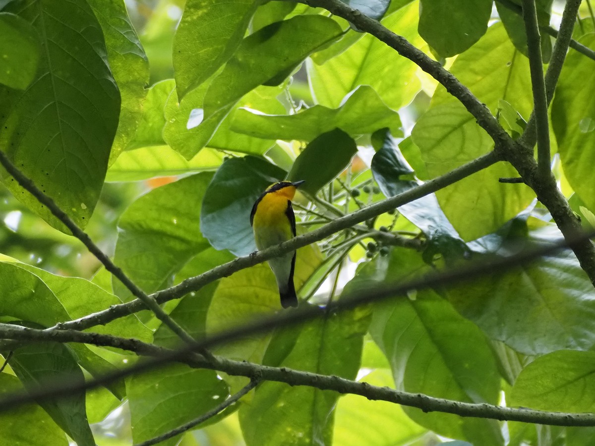 黃眉黃鶲 - ML646177959