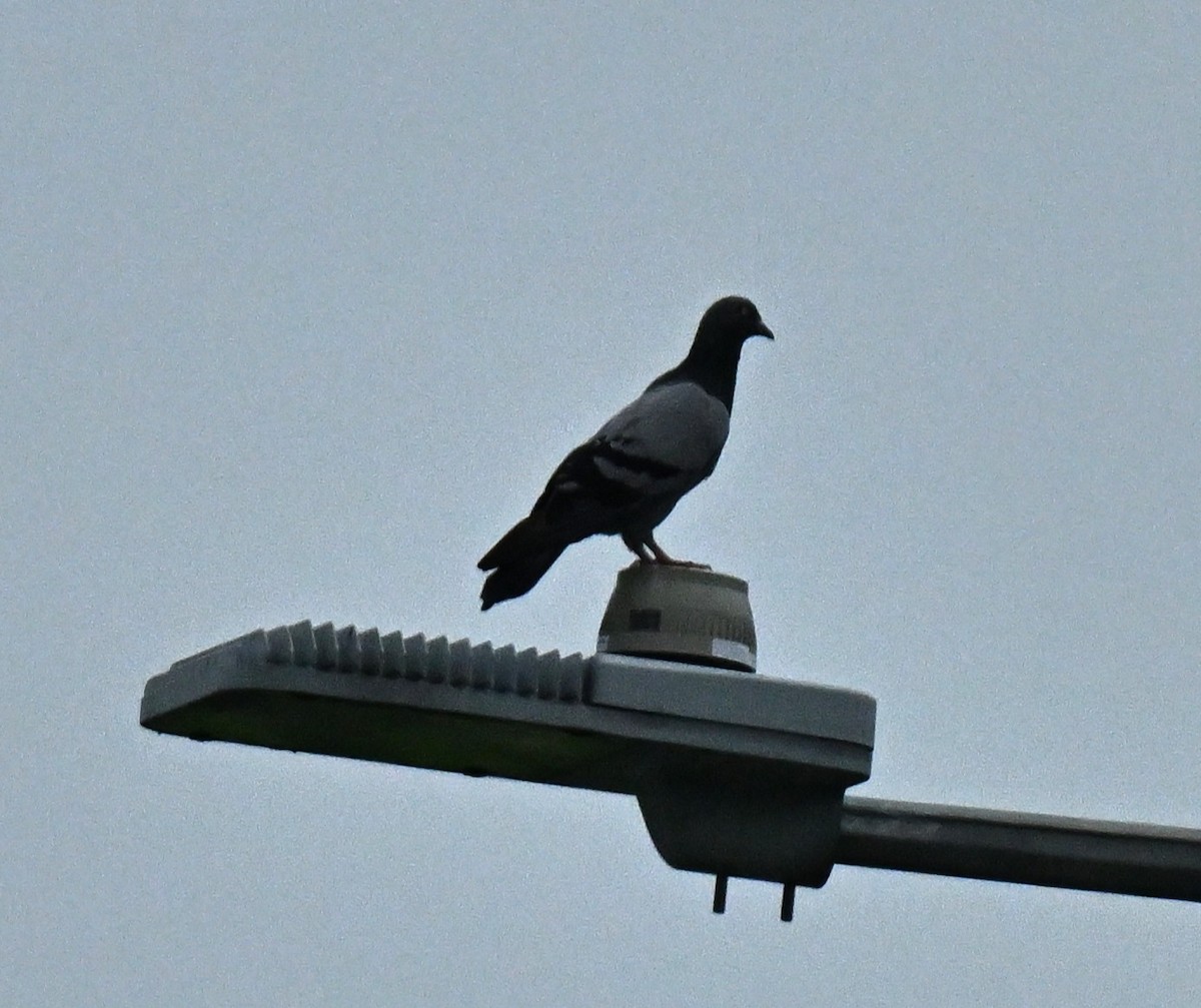 Rock Pigeon (Feral Pigeon) - ML646177960
