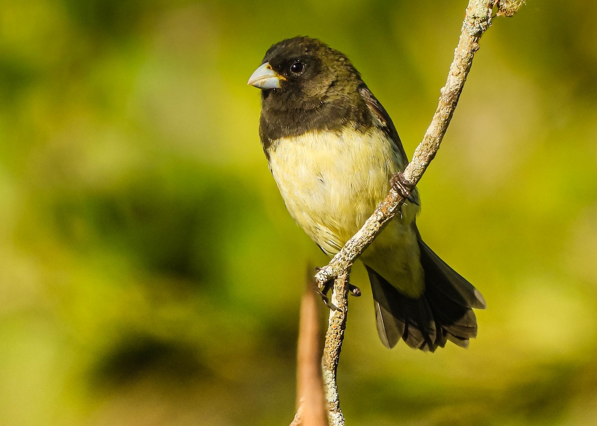Yellow-bellied Seedeater - ML646177961