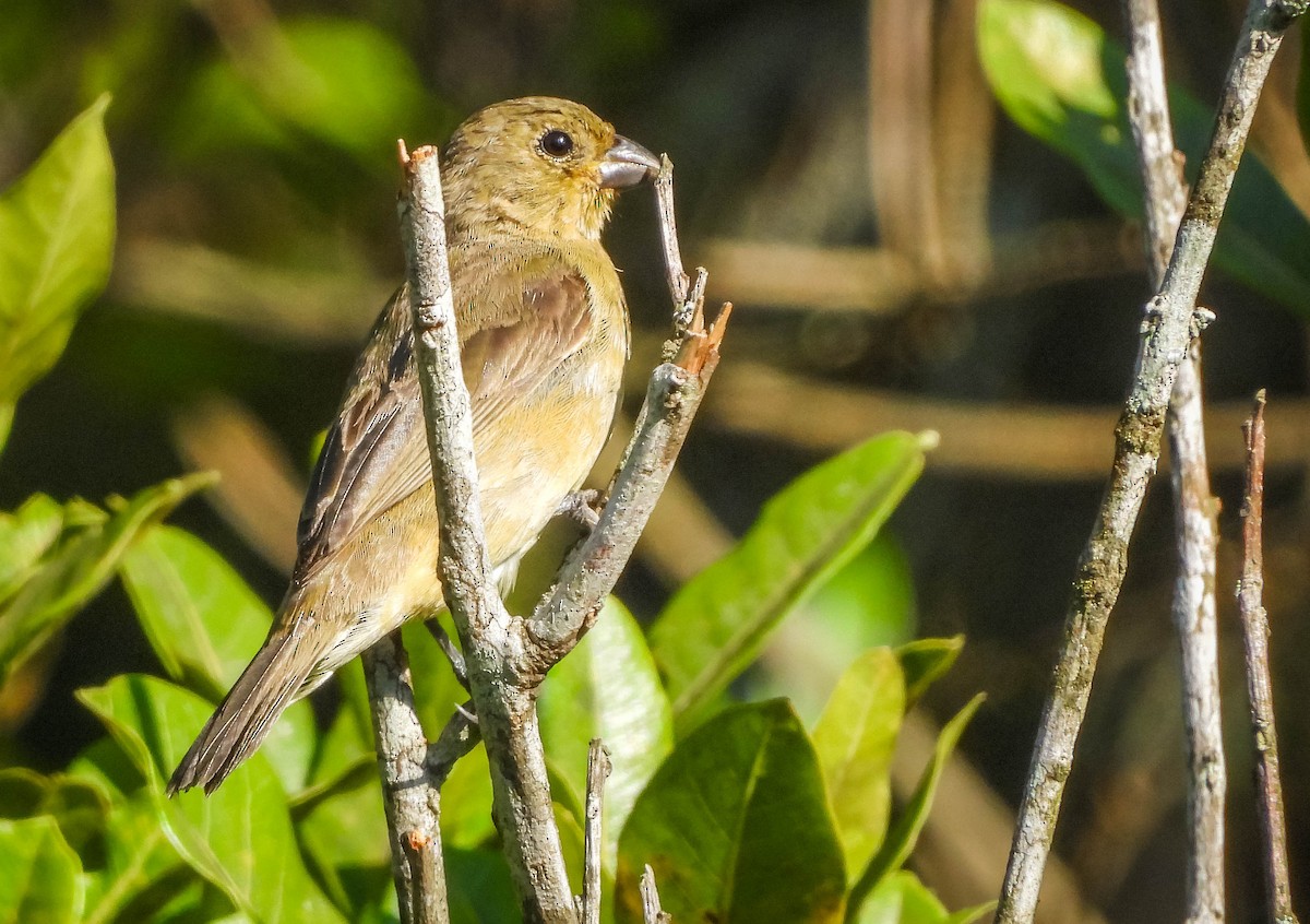 Yellow-bellied Seedeater - ML646177962