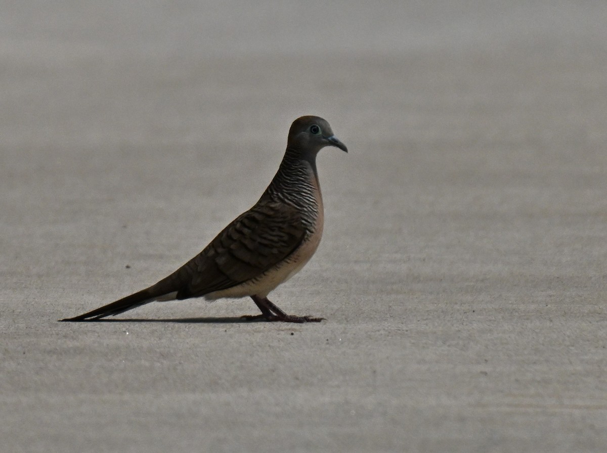 Zebra Dove - ML646177963