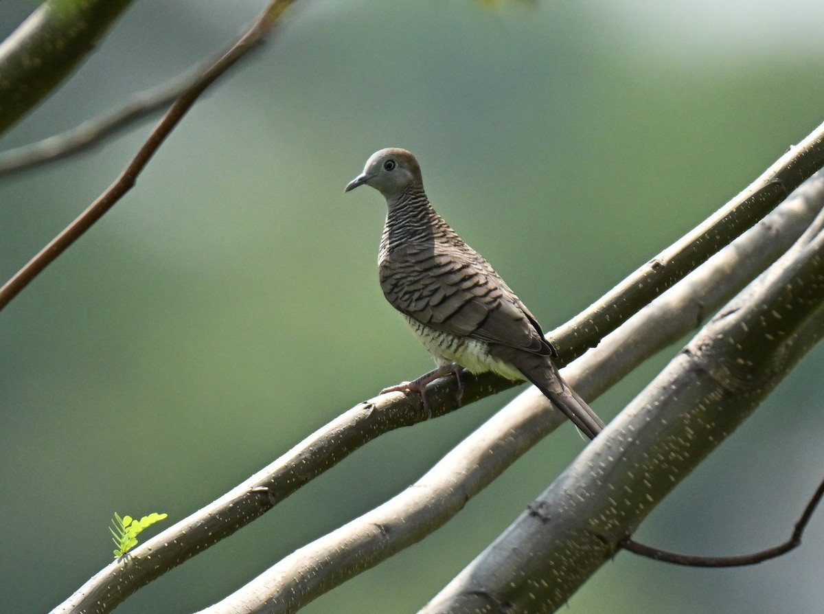 Zebra Dove - ML646177964