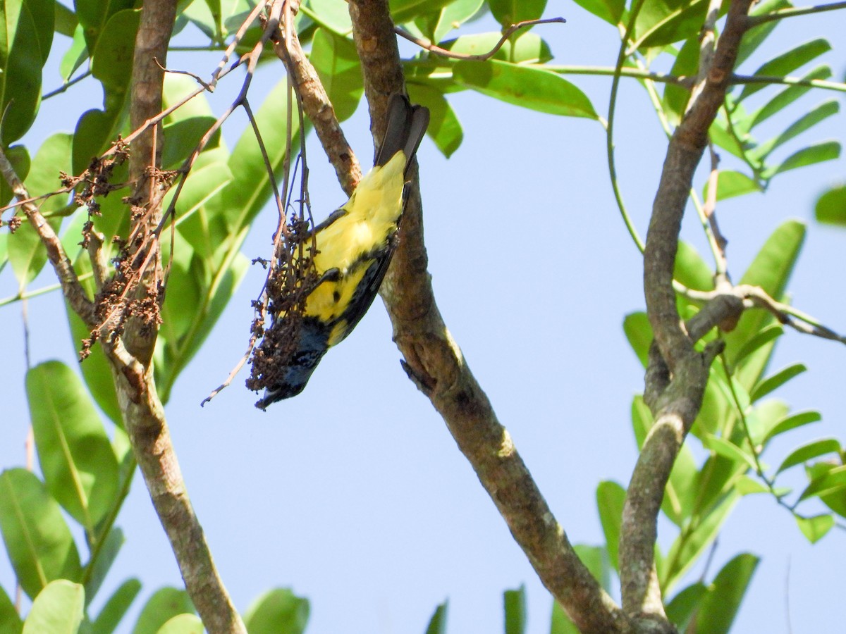 Calliste diable-enrhumé - ML646177969