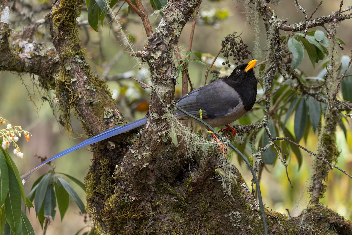 Yellow-billed Blue-Magpie - ML646177972