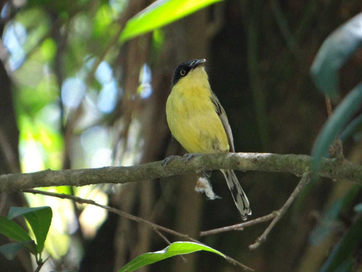 Common Tody-Flycatcher - ML646177973