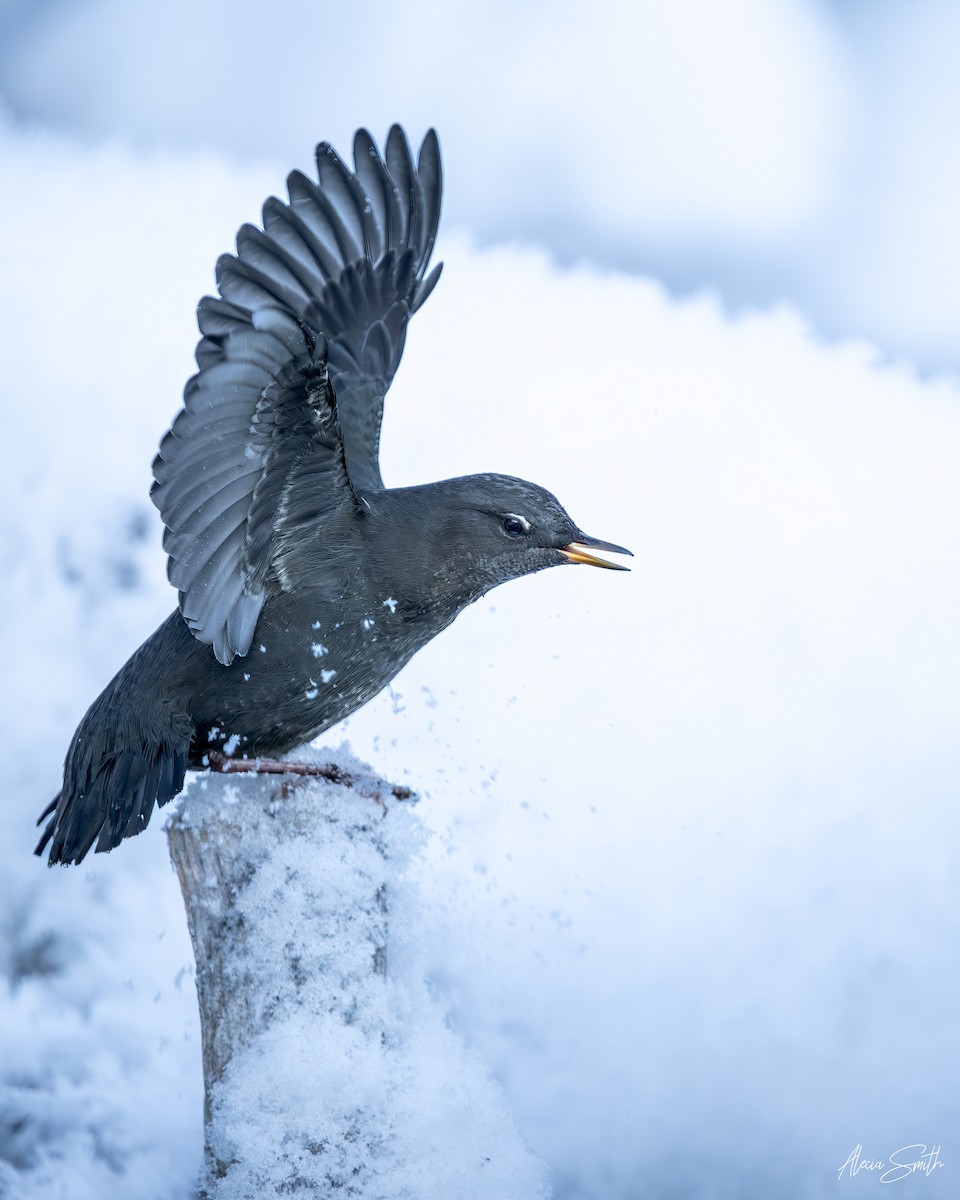 Ur-zozo iparramerikarra - ML646177978