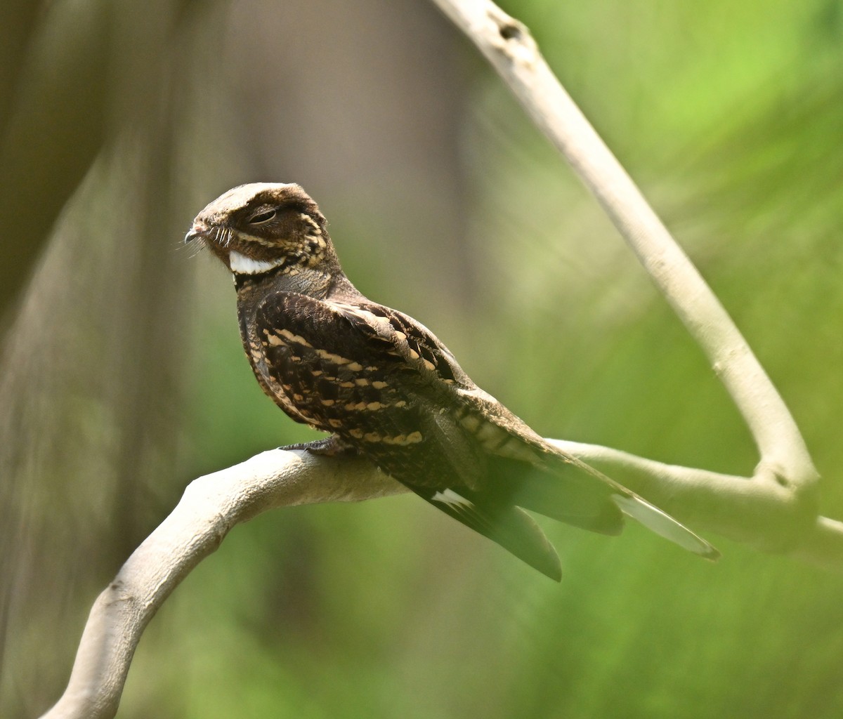 Large-tailed Nightjar - ML646177979