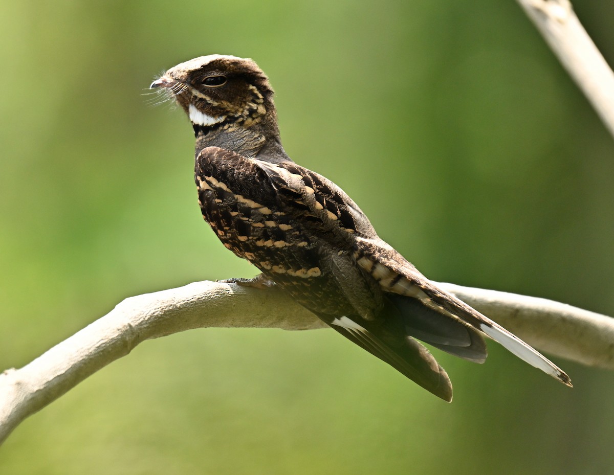 Large-tailed Nightjar - ML646177980