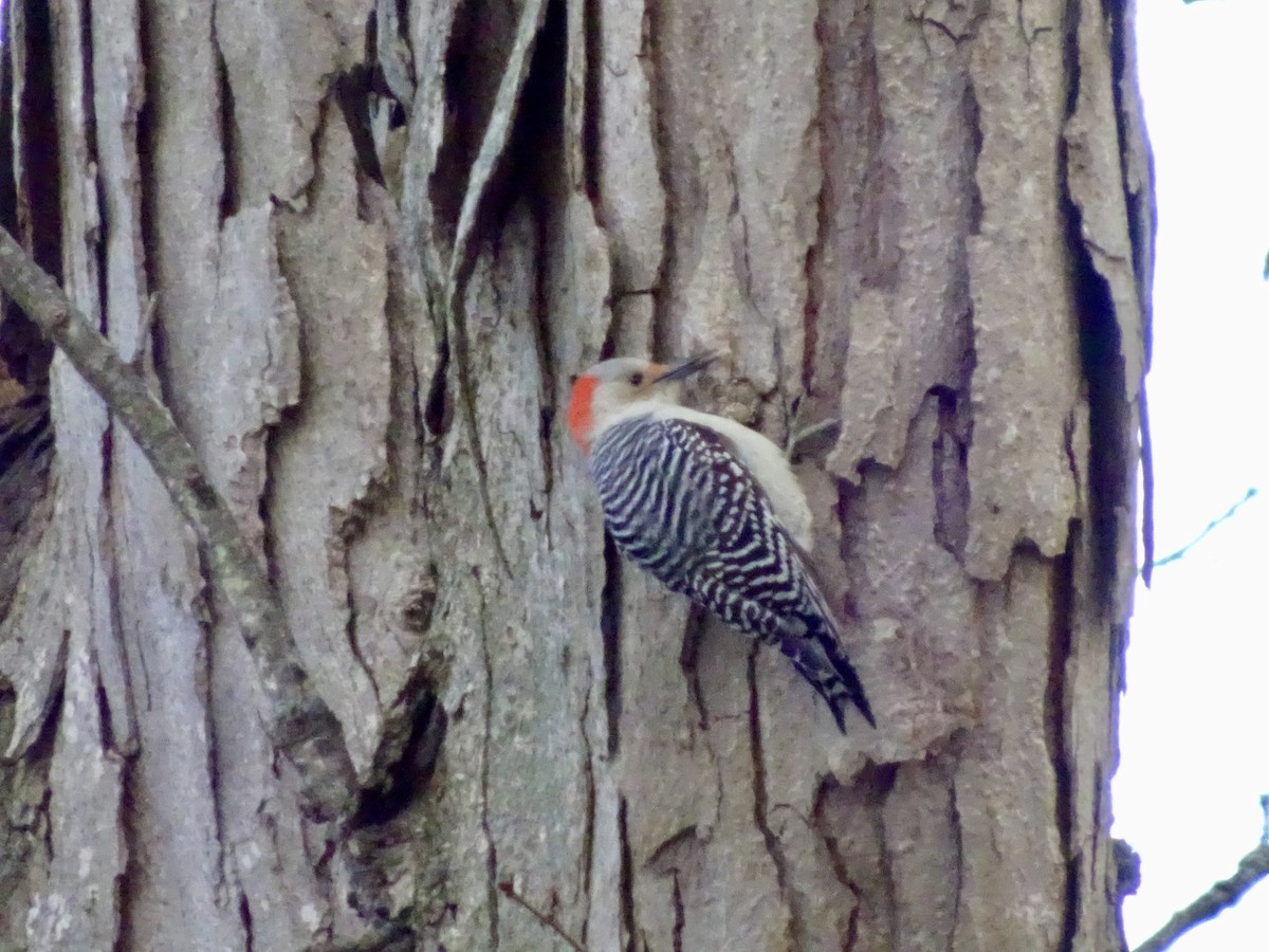 Red-bellied Woodpecker - ML646177981