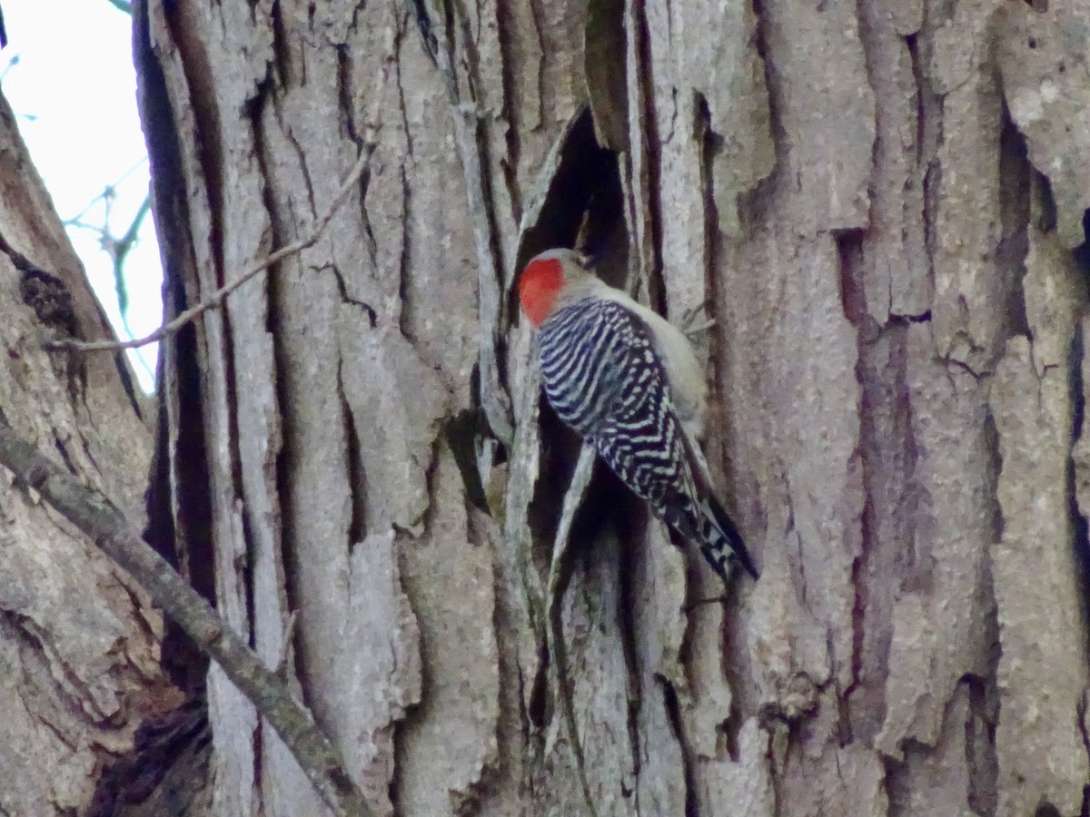 Red-bellied Woodpecker - ML646177982