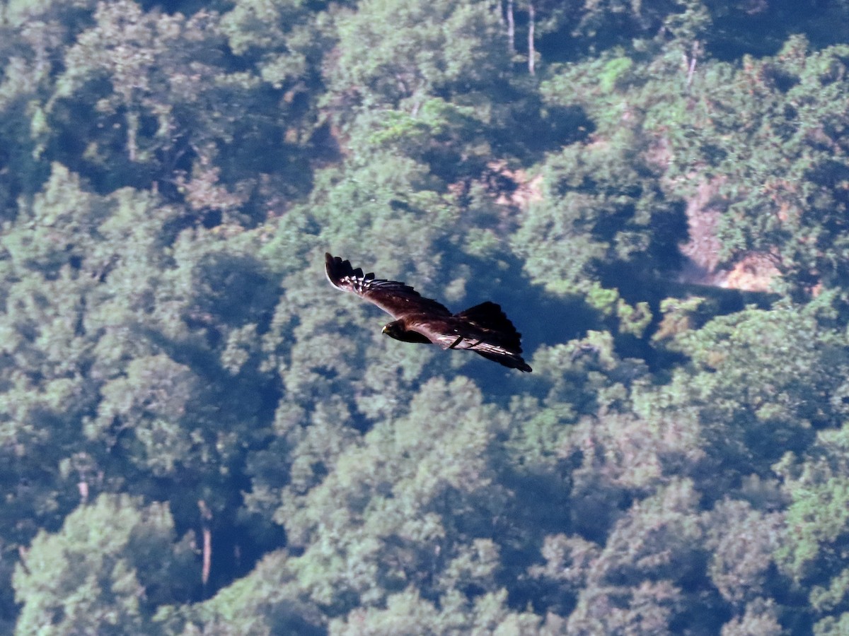 Black Eagle - ML646177983