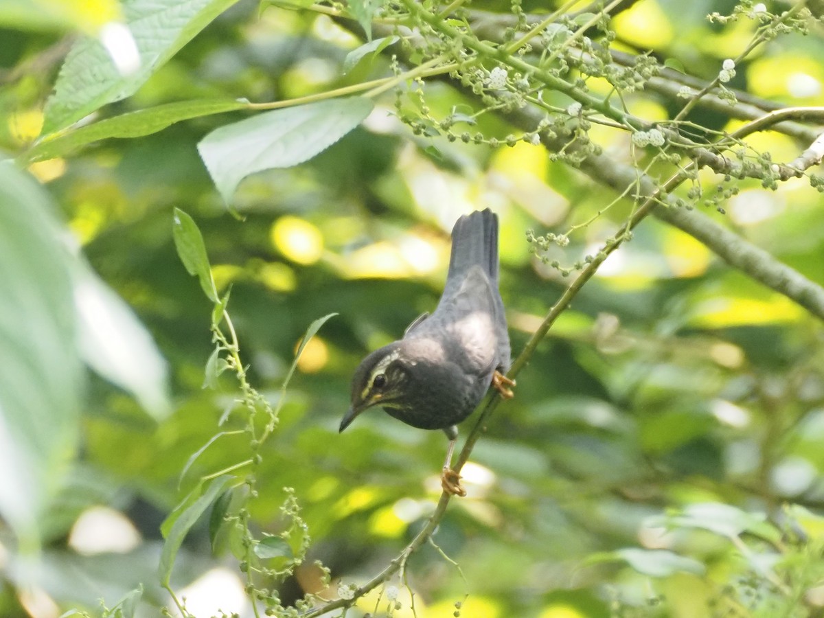 Siberian Thrush - ML646177984