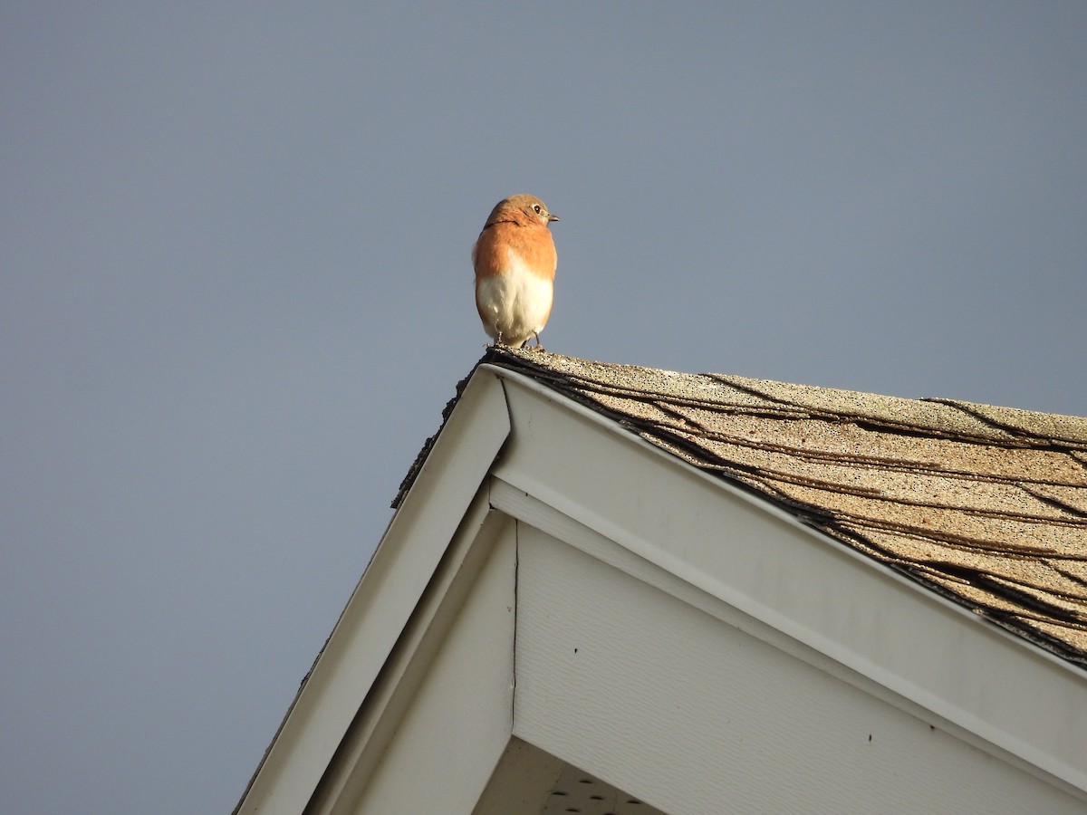 Azulejo Oriental - ML646177991