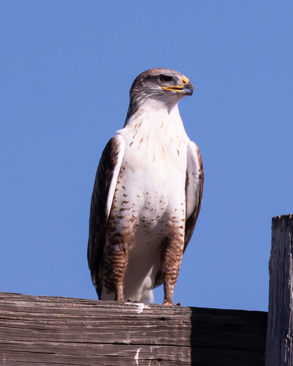 Ferruginous Hawk - ML646177992
