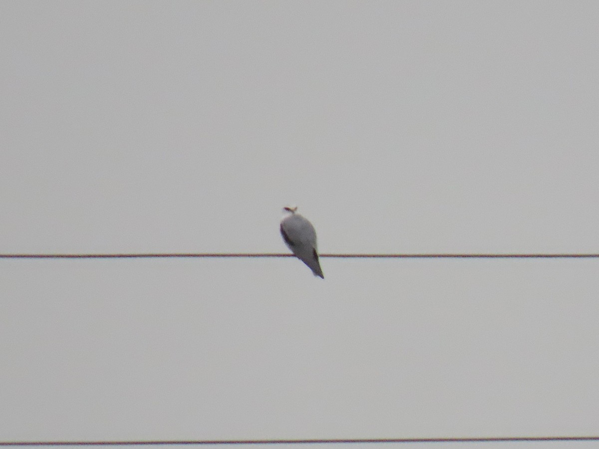 Black-winged Kite - ML646177993