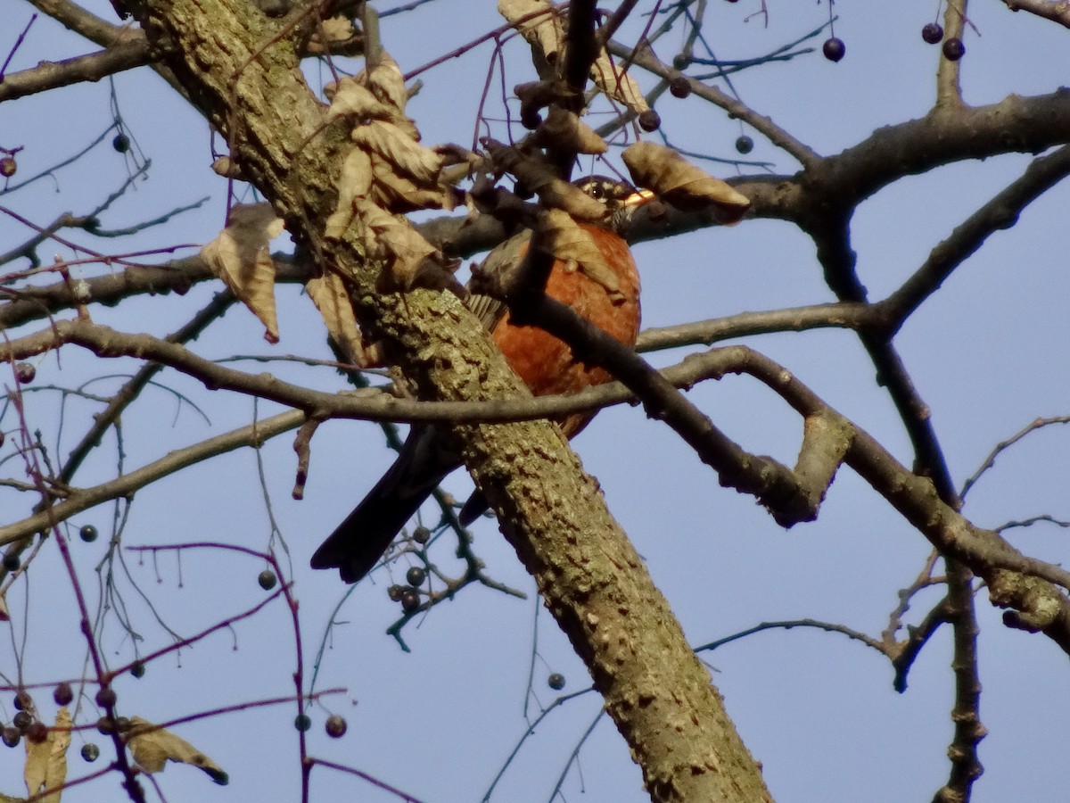 קיכלי נודד - ML646177994