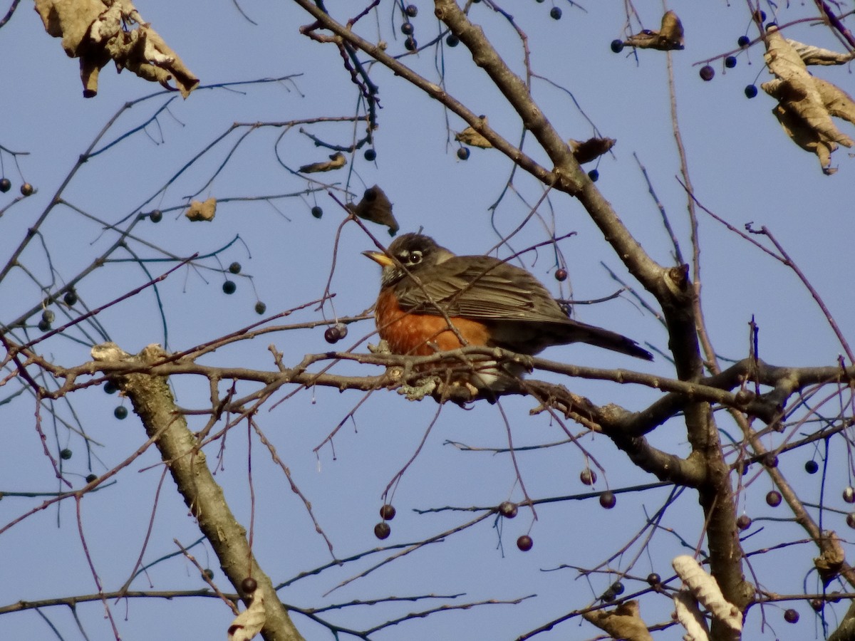 קיכלי נודד - ML646177995