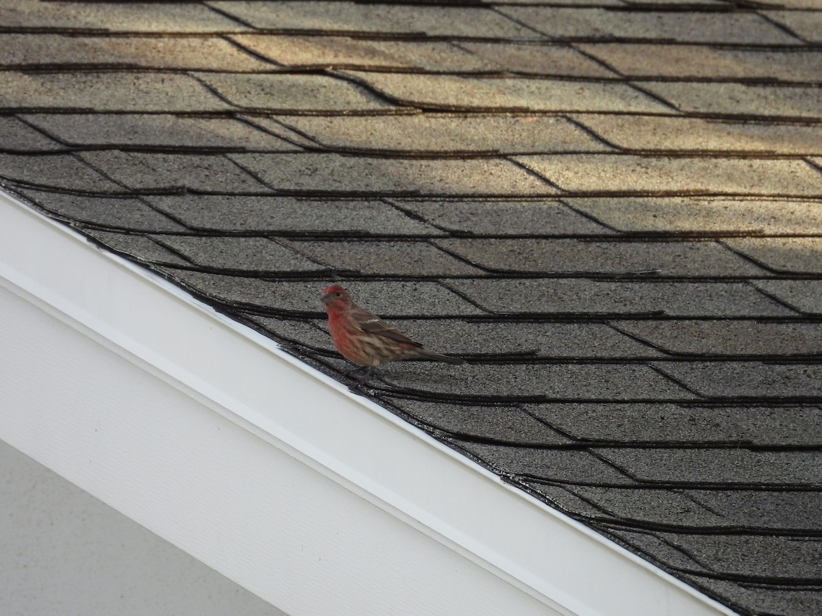 House Finch - ML646177996
