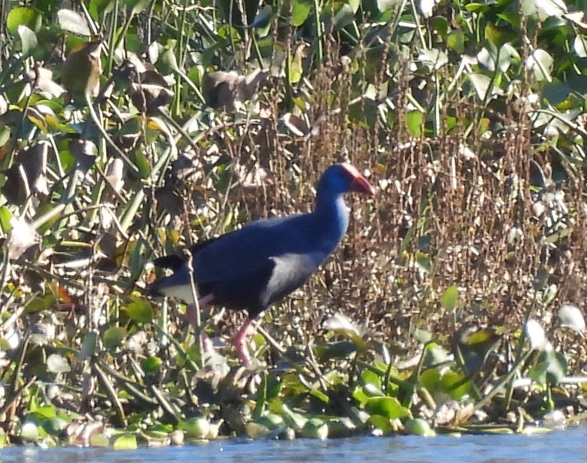 Western Swamphen - ML646178006