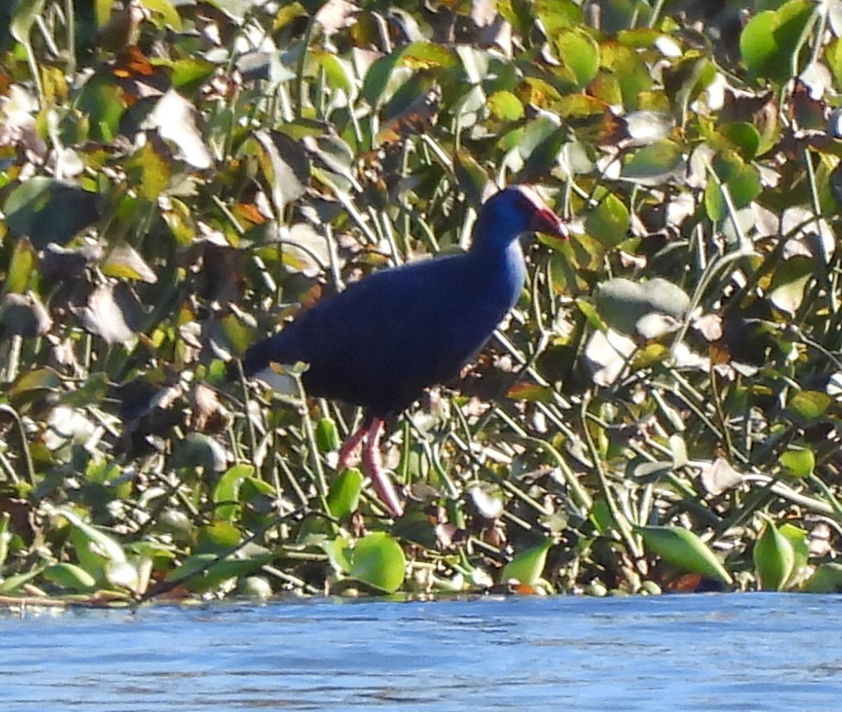 Western Swamphen - ML646178007