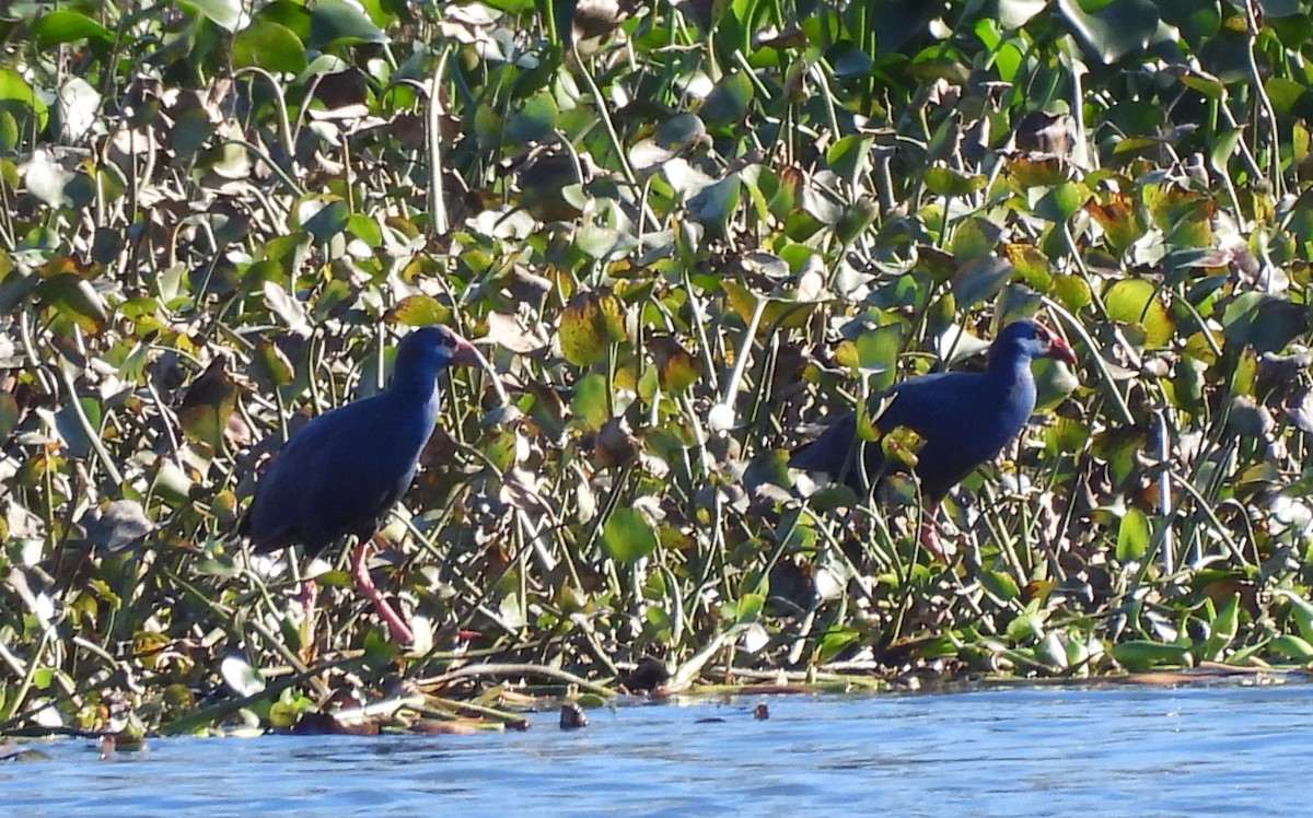 Western Swamphen - ML646178008