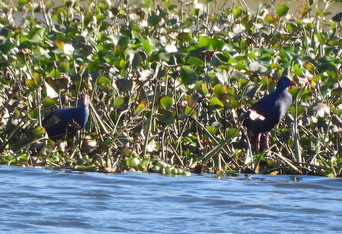 Western Swamphen - ML646178009