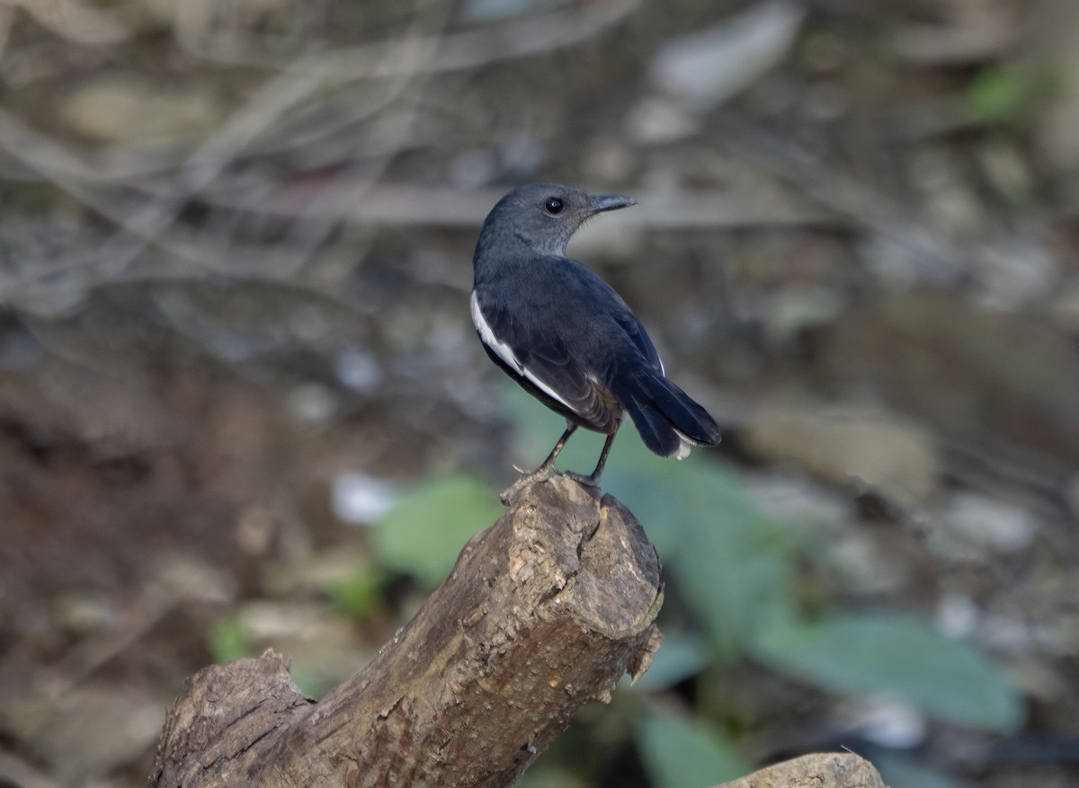 Oriental Magpie-Robin - ML646178012