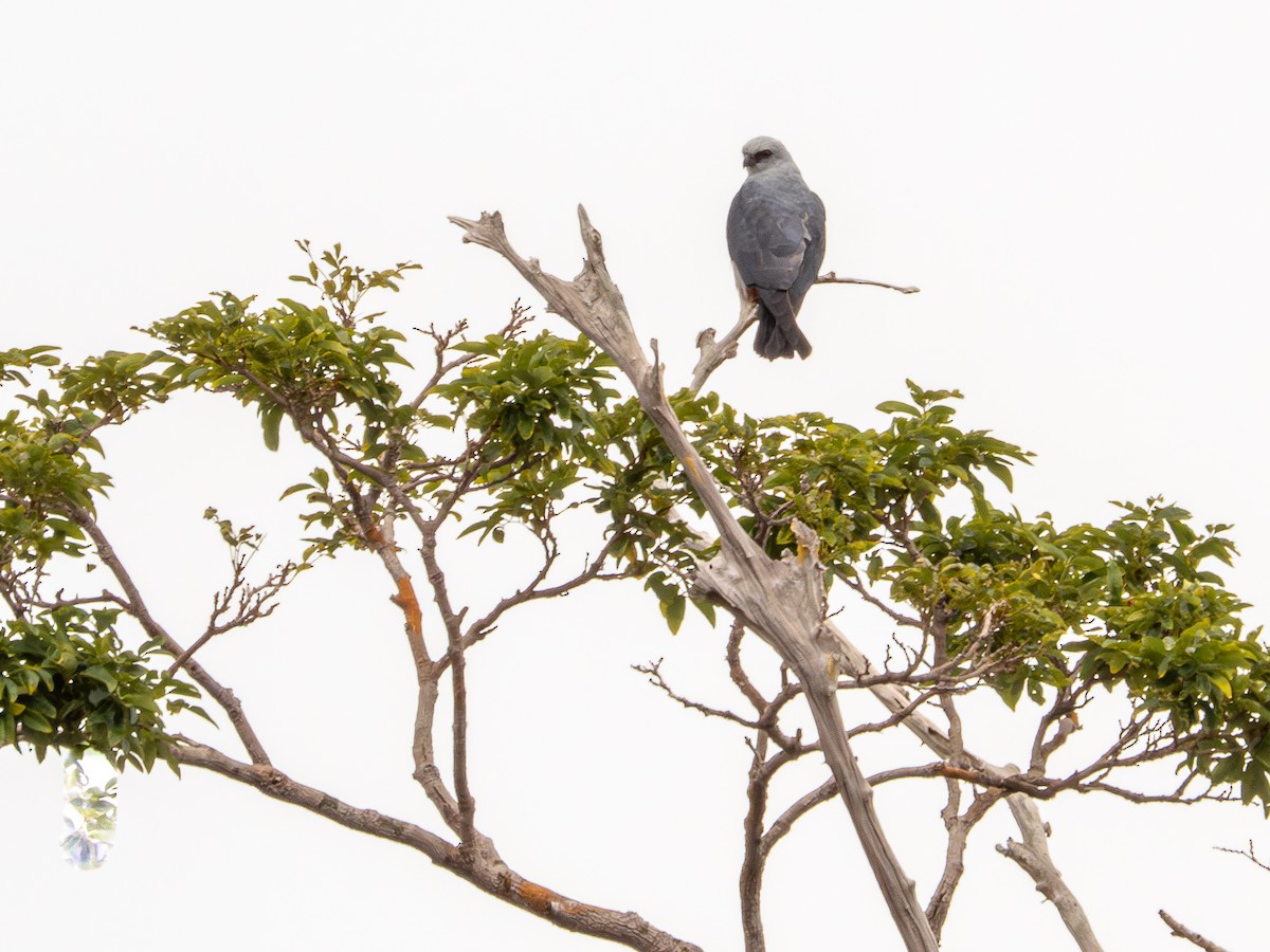Plumbeous Kite - ML646178015
