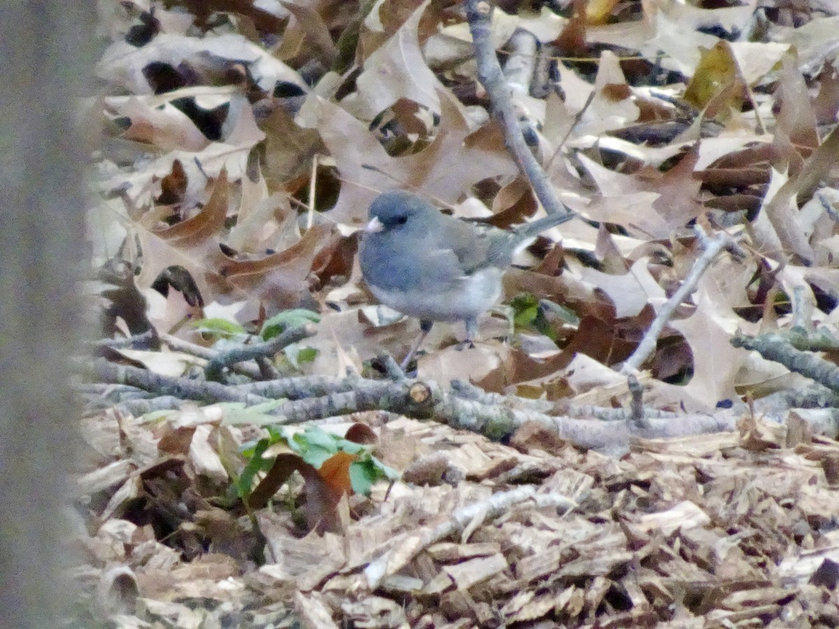 יונקו כהה-עין - ML646178017