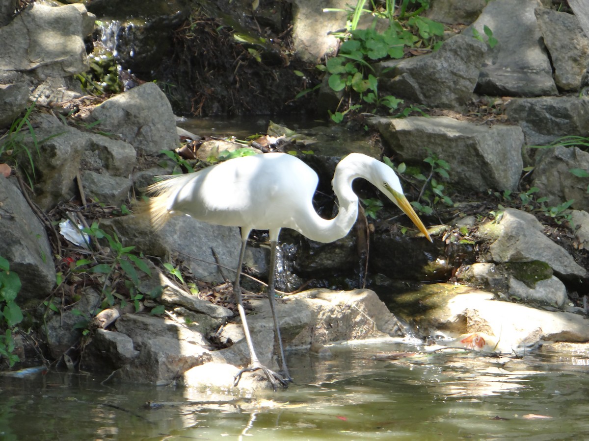 Great Egret - ML646178018