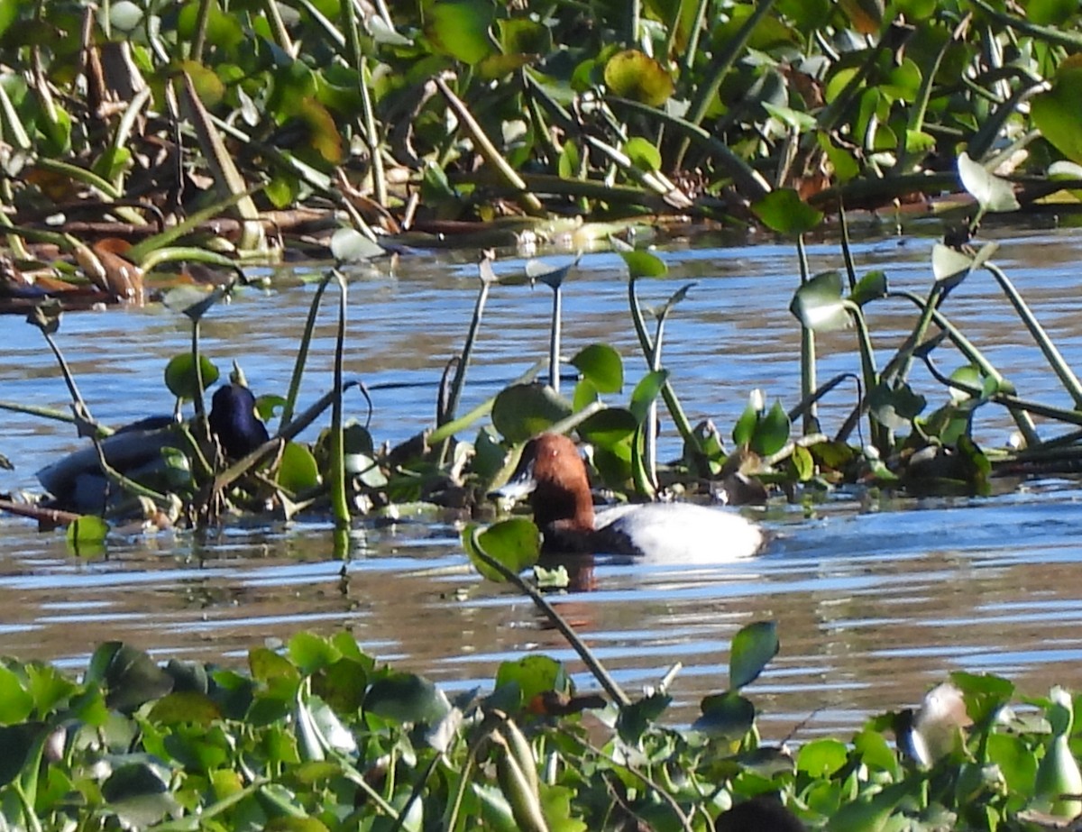 Common Pochard - ML646178024