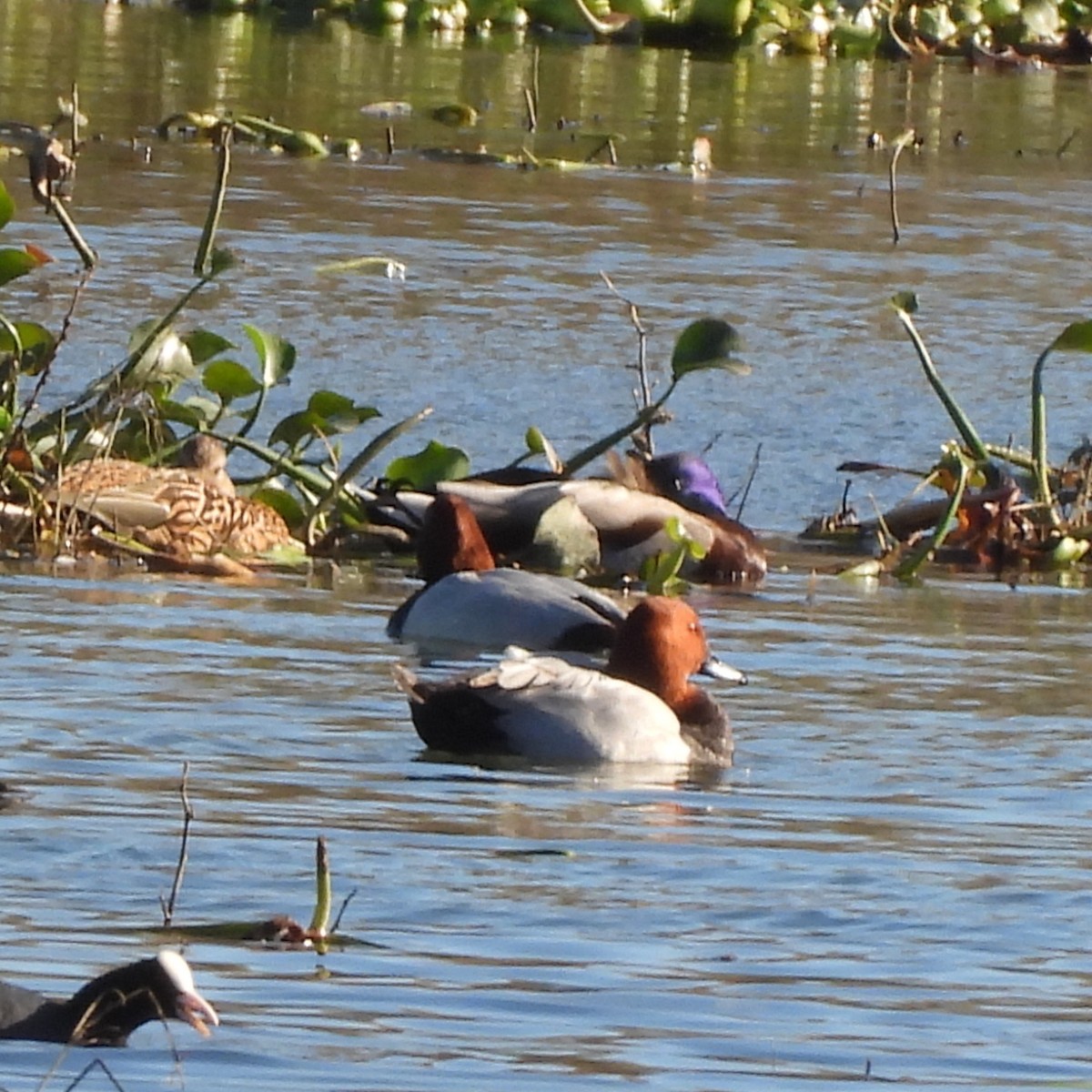 Common Pochard - ML646178025