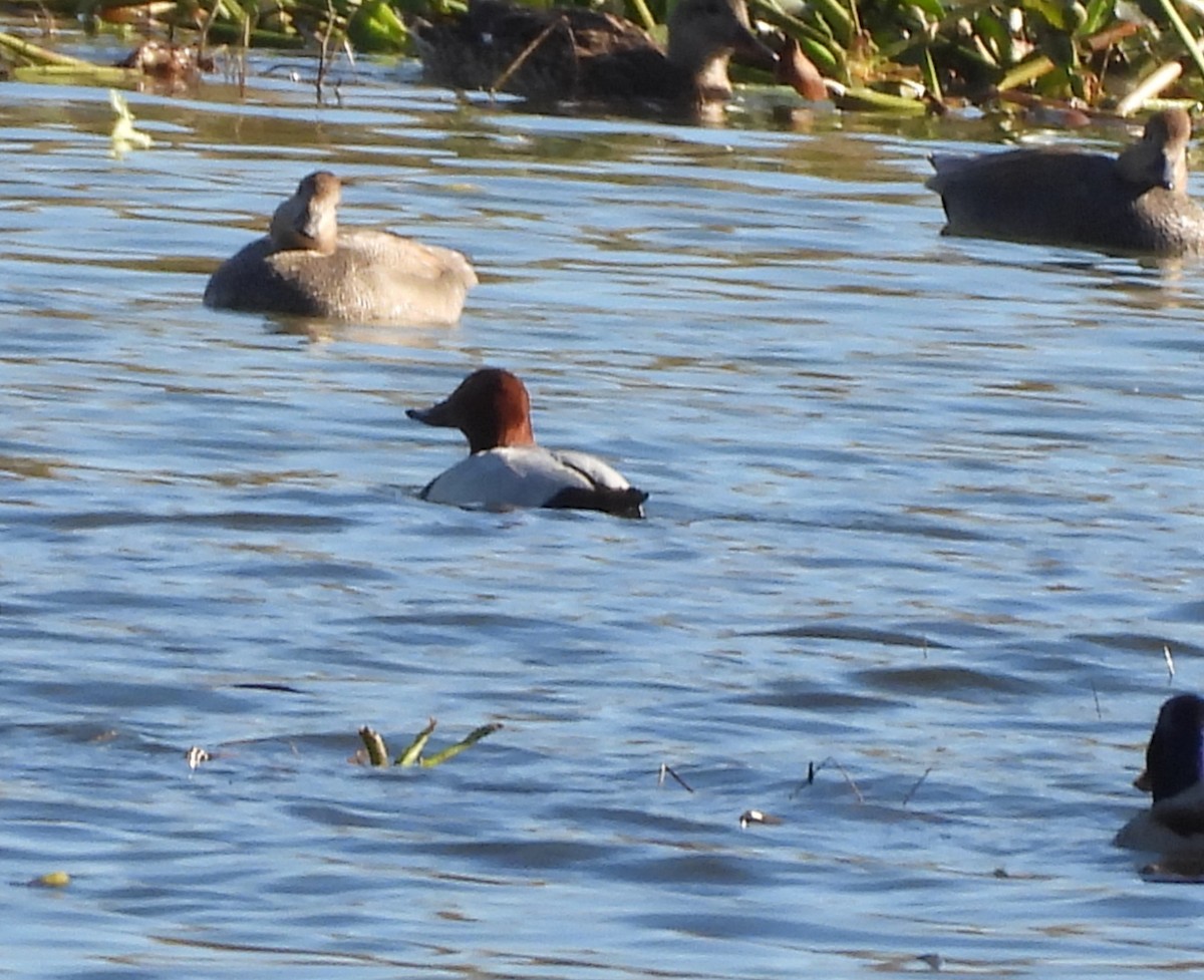 Common Pochard - ML646178026