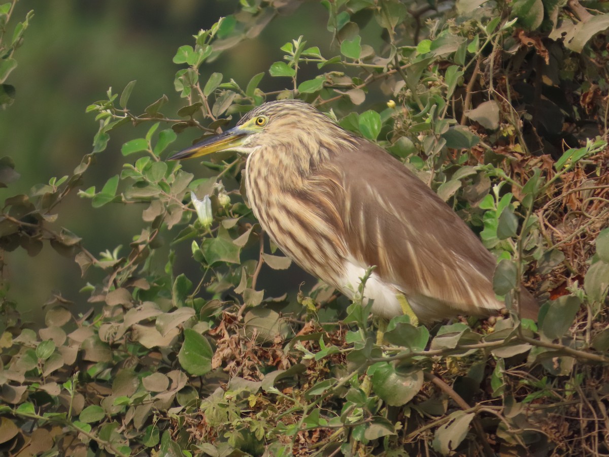 Hint Alaca Balıkçılı - ML646178027