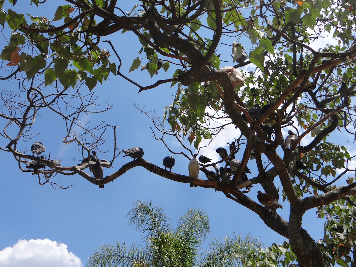 Rock Pigeon (Feral Pigeon) - ML646178029