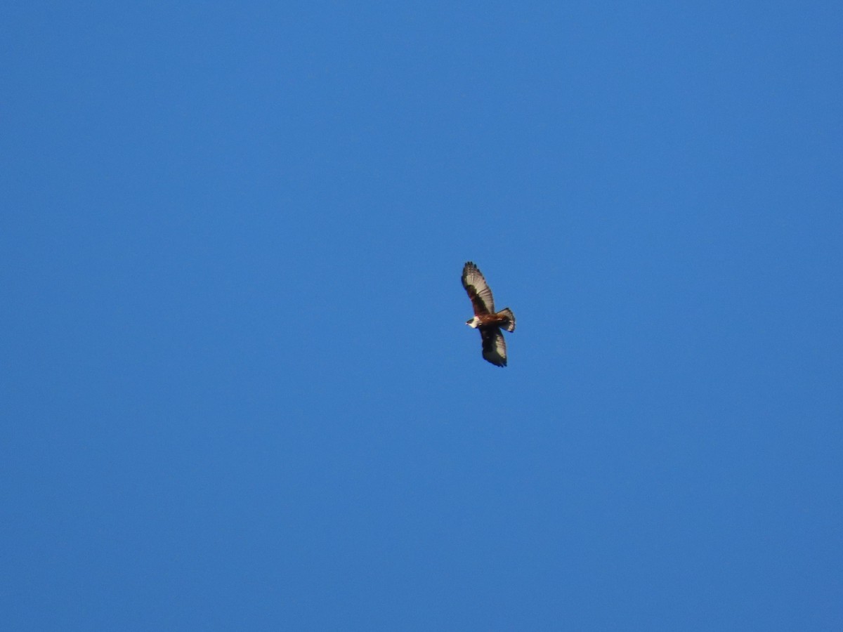 Rufous-bellied Eagle - ML646178042