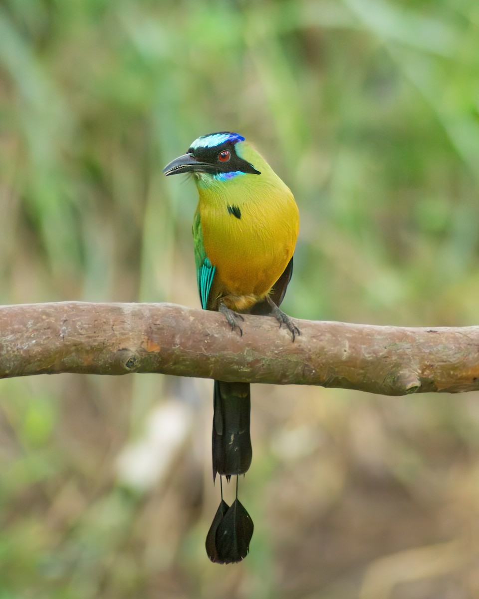 Whooping Motmot - ML646178043