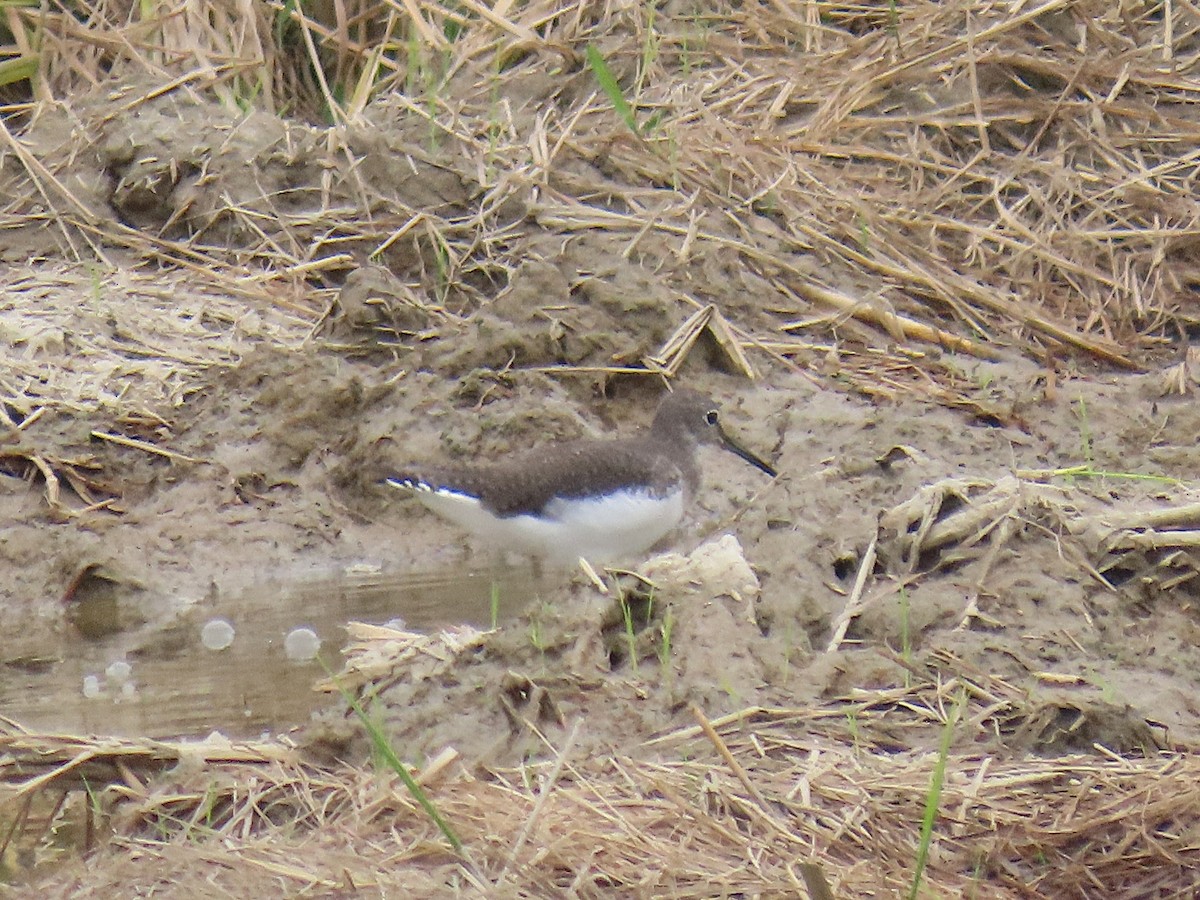Green Sandpiper - ML646178051