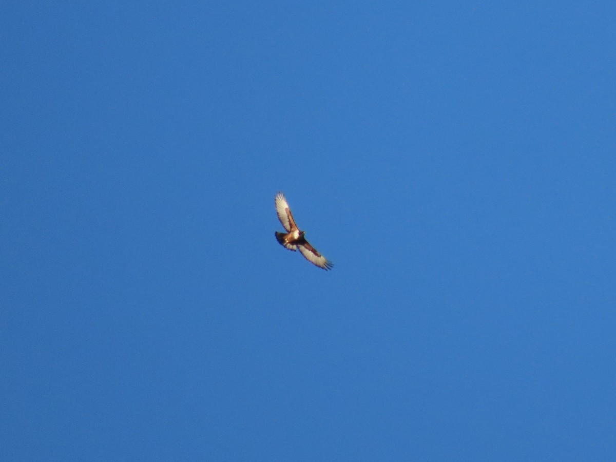 Rufous-bellied Eagle - ML646178056