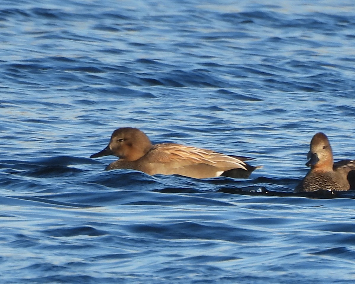 Gadwall - ML646178057